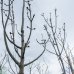 Jaseň úzkolistý (Fraxinus Angustifolia) ´RAYWOOD´ - výška 200-250cm, obvod kmeňa 8/10cm, kont. C18L